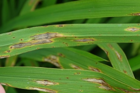 田間已發現水稻葉稻熱病病斑